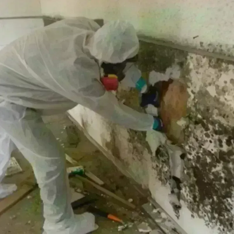 Mold Remediation and Removal in Wilbraham, MA